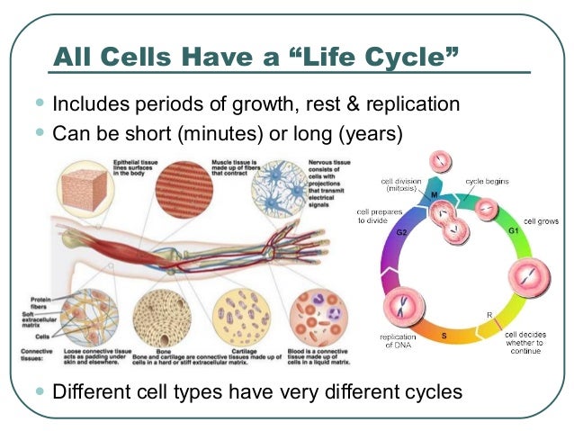 Cell life span sperm