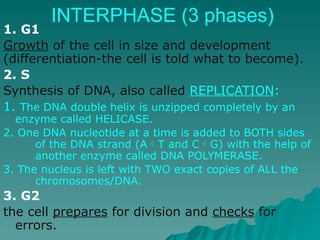 1. G1
Growth of the cell in size and development
(differentiation-the cell is told what to become).
2. S
Synthesis of DNA, also called REPLICATION:
1. The DNA double helix is unzipped completely by an
enzyme called HELICASE.
2. One DNA nucleotide at a time is added to BOTH sides
of the DNA strand (AT and CG) with the help of
another enzyme called DNA POLYMERASE.
3. The nucleus is left with TWO exact copies of ALL the
chromosomes/DNA.
3. G2
the cell prepares for division and checks for
errors.
INTERPHASE (3 phases)
 