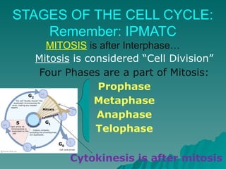 Mitosis is considered “Cell Division”
Four Phases are a part of Mitosis:
Prophase
Metaphase
Anaphase
Telophase
Cytokinesis is after mitosis
STAGES OF THE CELL CYCLE:
Remember: IPMATC
MITOSIS is after Interphase…
 