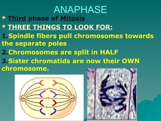ANAPHASE
 Third phase of Mitosis
 THREE THINGS TO LOOK FOR:
1.Spindle fibers pull chromosomes towards
the separate poles
2.Chromosomes are split in HALF
3.Sister chromatids are now their OWN
chromosome.
 