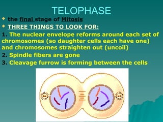TELOPHASE
 the final stage of Mitosis
 THREE THINGS TO LOOK FOR:
1. The nuclear envelope reforms around each set of
chromosomes (so daughter cells each have one)
and chromosomes straighten out (uncoil)
2. Spindle fibers are gone
3. Cleavage furrow is forming between the cells
 