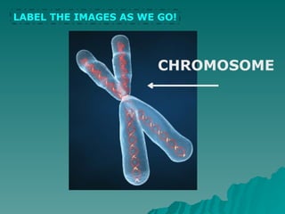 CHROMOSOME
LABEL THE IMAGES AS WE GO!
 