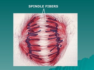 SPINDLE FIBERS
 