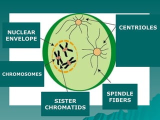 NUCLEAR
ENVELOPE
CENTRIOLES
SPINDLE
FIBERS
SISTER
CHROMATIDS
CHROMOSOMES
 