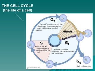 THE CELL CYCLE
(the life of a cell)
 