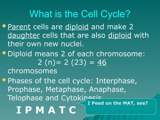 What is the Cell Cycle?
 Parent cells are diploid and make 2
daughter cells that are also diploid with
their own new nuclei.
 Diploid means 2 of each chromosome:
2 (n)= 2 (23) = 46
chromosomes
 Phases of the cell cycle: Interphase,
Prophase, Metaphase, Anaphase,
Telophase and Cytokinesis
I P M A T C
I Peed on the MAT, see?
 