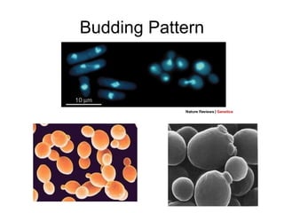 Honors ~ Cell cycle,mitosis and meiosis 1314 | PPT