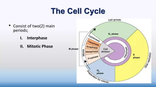 Cell cycle(mitosis) for high school.pptx