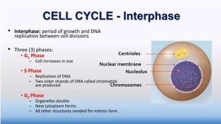 Cell cycle(mitosis) for high school.pptx