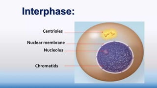 Cell cycle(mitosis) for high school.pptx