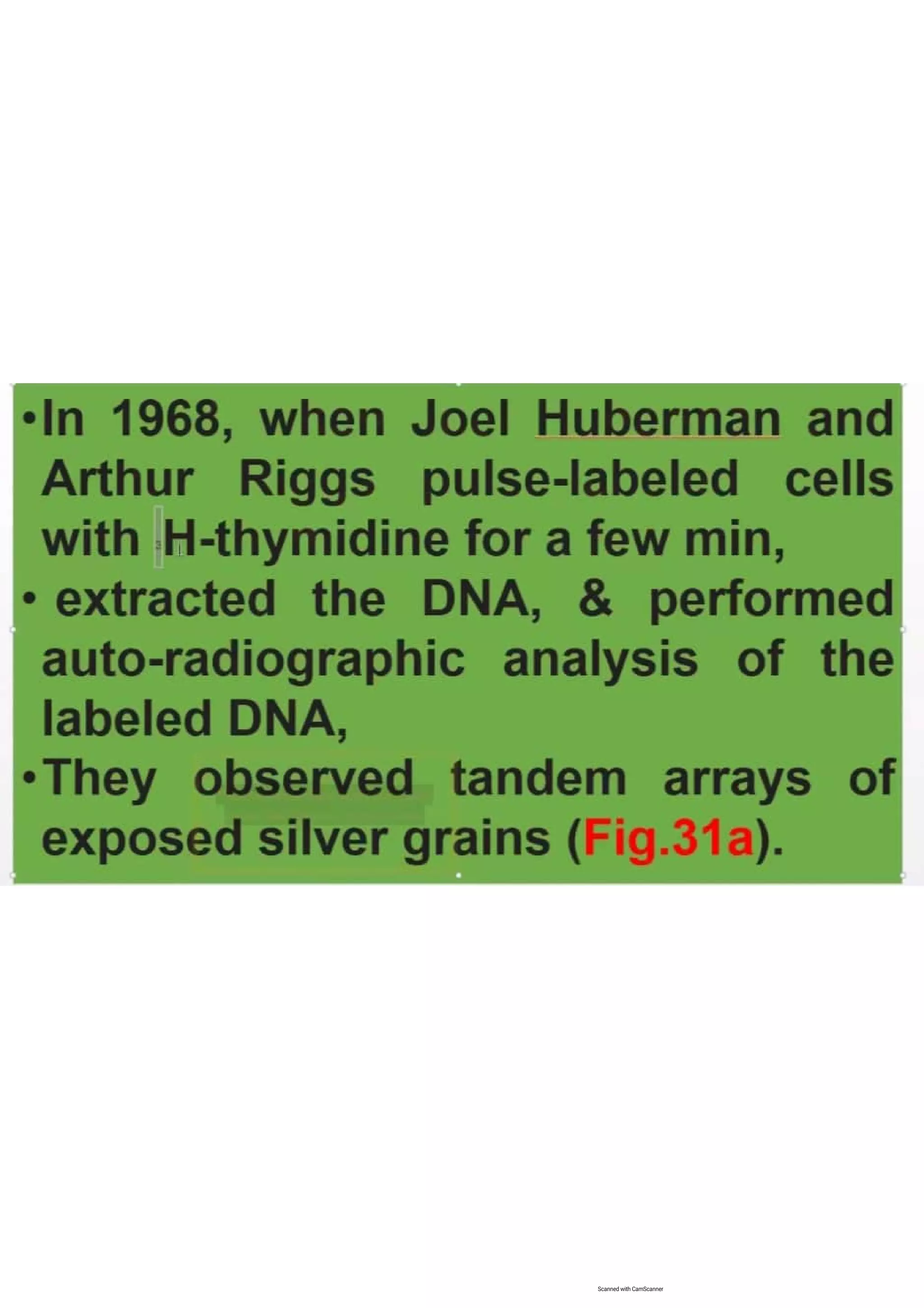 Cell cycle, multiple replicones per chromosome. 