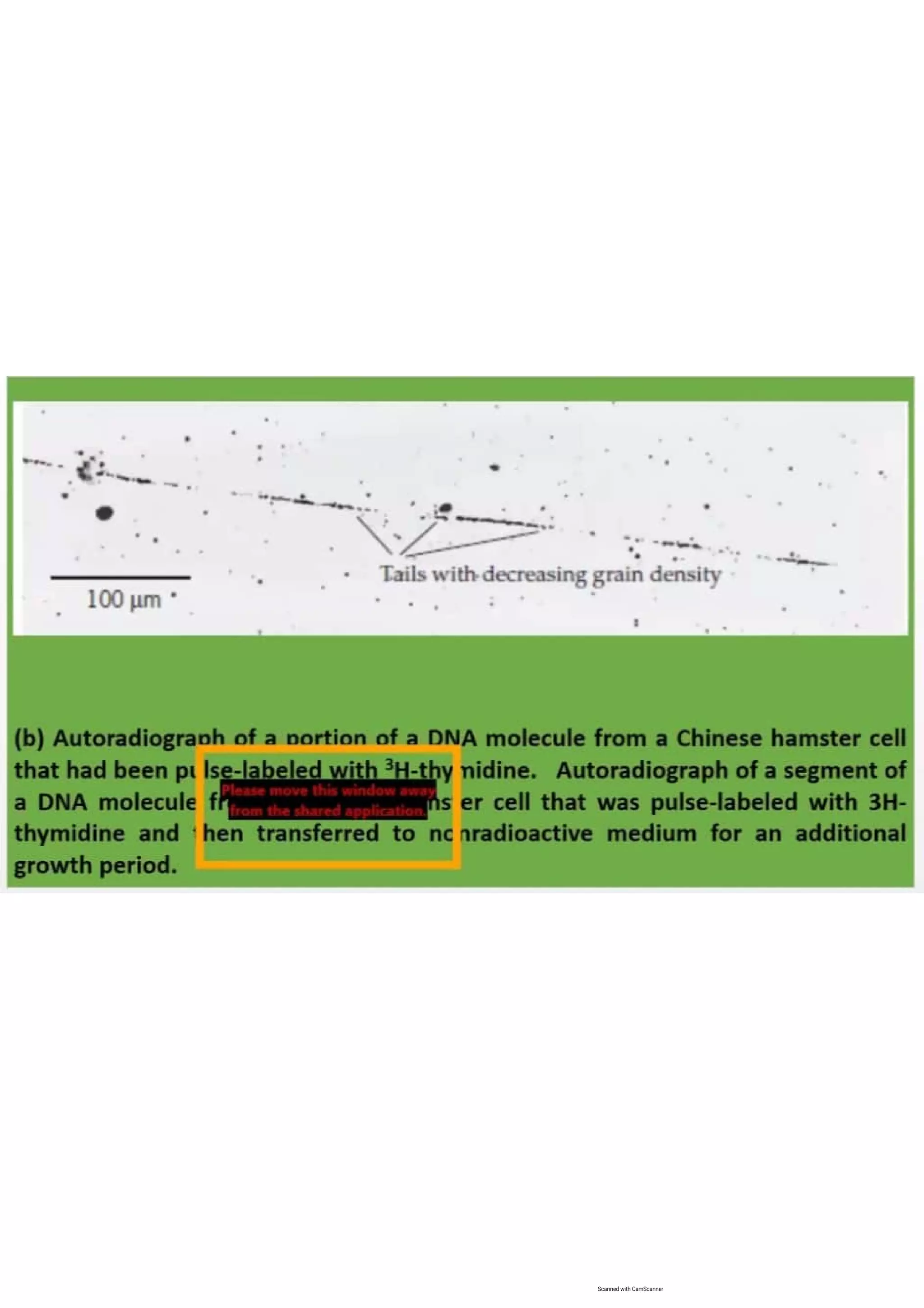 Cell cycle, multiple replicones per chromosome. 