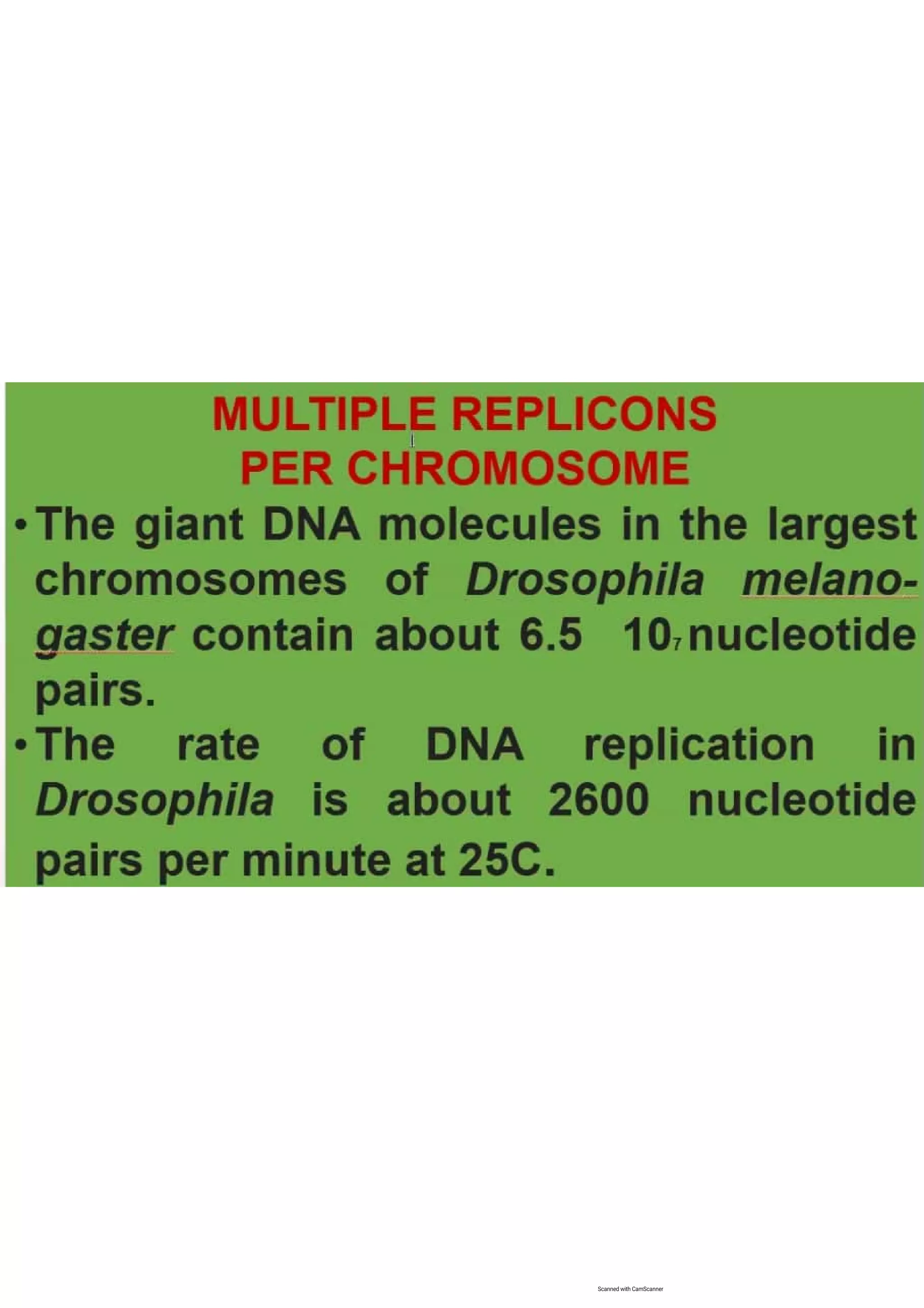 Cell cycle, multiple replicones per chromosome. 