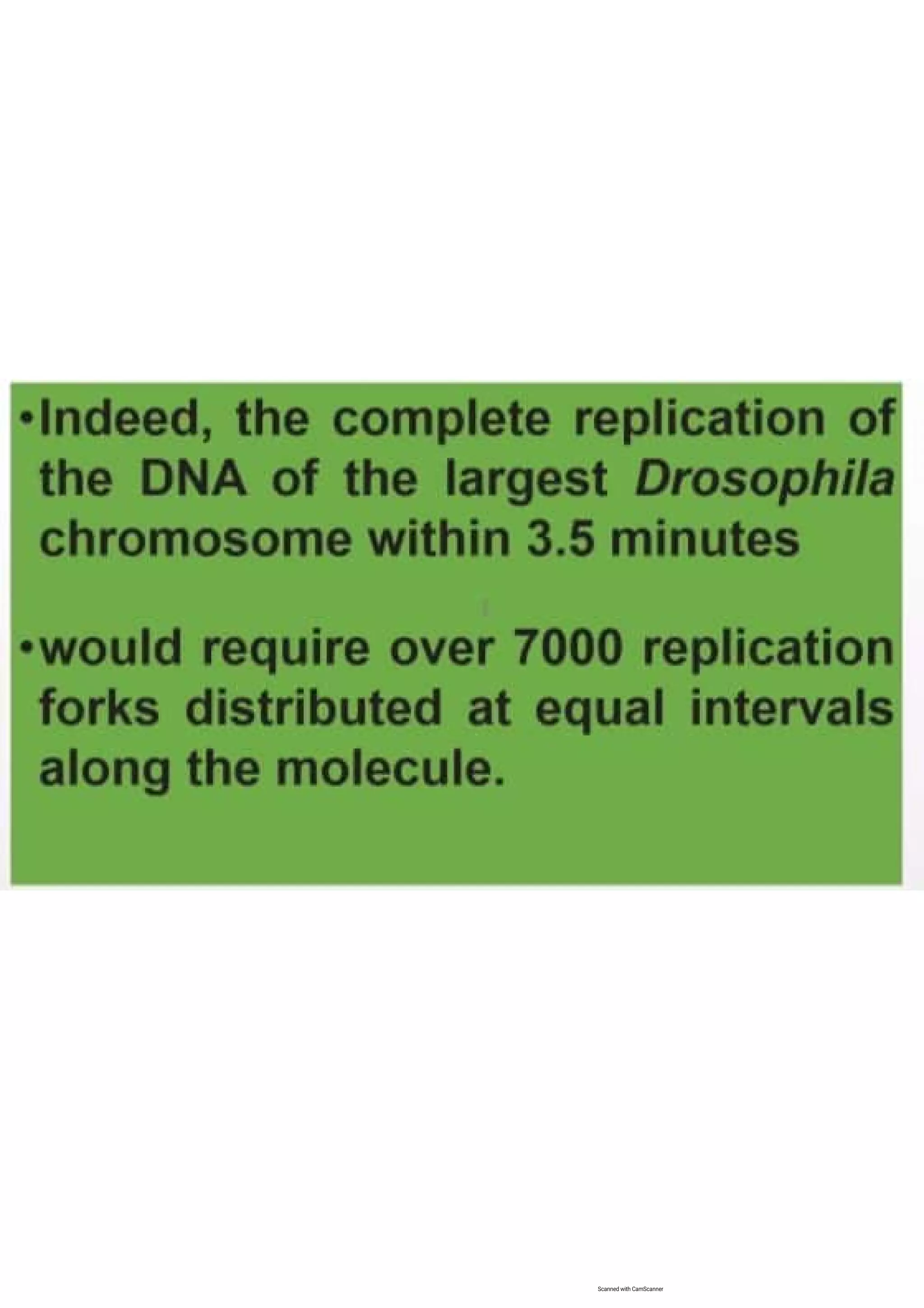 Cell cycle, multiple replicones per chromosome. 