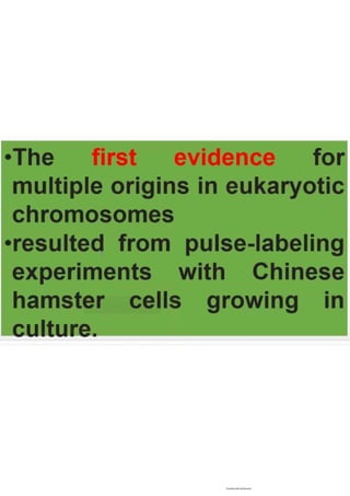 Cell cycle, multiple replicones per chromosome. 