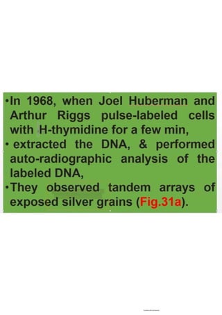 Cell cycle, multiple replicones per chromosome. 