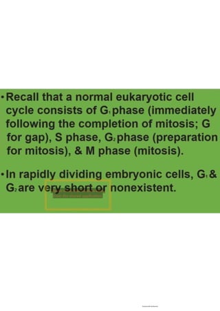 Cell cycle, multiple replicones per chromosome. 