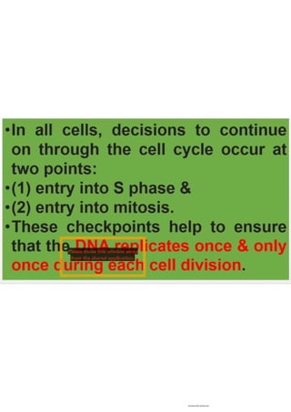 Cell cycle, multiple replicones per chromosome. 