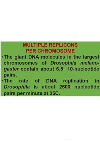 Cell cycle, multiple replicones per chromosome. 