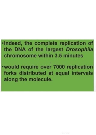 Cell cycle, multiple replicones per chromosome. 
