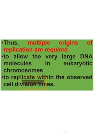 Cell cycle, multiple replicones per chromosome. 