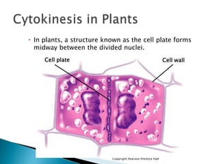 Cell Cycle Images and Questions | PPTX