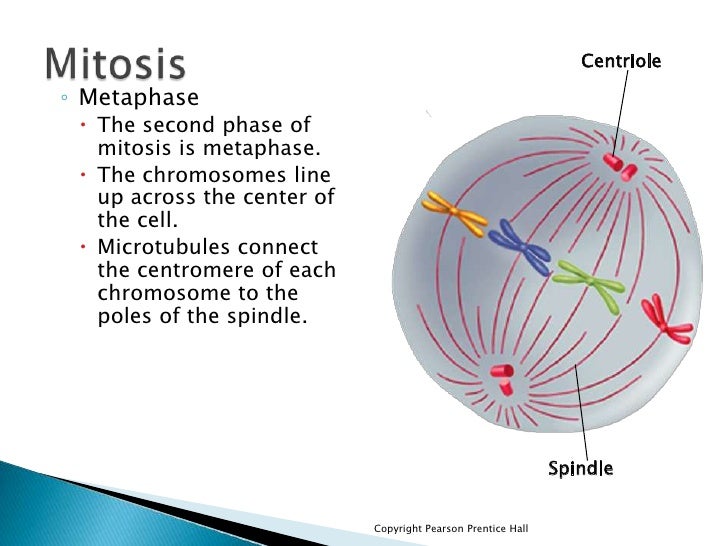 Cell Cycle Images and Questions