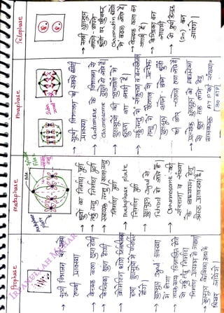 <br>
Ielophase
<br>
Fnaphase
<br>
Motaphas
e
<br>
rophase
<br>
Spinele
<br>
Psle
<br>
'Mehplase
<br>
plate
<br>
)
<br>
T
<br>
metaphoue
plte
<br>
Ceosusne
<br>
30
ATPL
<br>
 
