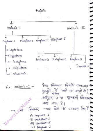 Meiocis-I
<br>
leptutene
<br>
Zygotene
<br>
Pachyhoe
<br>
Diplotene
<br>
siakinesis
<br>
meiosis -I -
<br>
Meiosis
<br>
Preçlhase-1 Mehapkase Araplase-)
<br>
tis Prophave -I
<br>
(i) Pephase
-
I
<br>
Meissís -1).
<br>
(m) Anapse -
<br>
Ci) felophae -
<br>
 