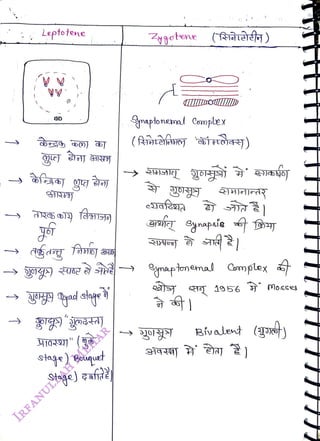 Leptoene
<br>
g
<br>
siage) Bouquet
<br>
Stge) aft
<br>
Zygotene (aàa)
<br>
IIIDOUIIID
<br>
naptoneml Complex
<br>
gnapaia
<br>
Synaptonemal Complex
<br>
Bivalent (o)
<br>
 