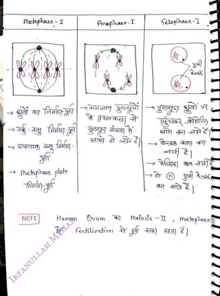 Melaphae
<br>
Metaphace plate
<br>
NOTE
<br>
Human
<br>
Anaphae-I
<br>
fetlizatien
<br>
lohase-I
<br>
mofosis ~II
<br>
meayhaeT
<br>
) a))
<br>
 