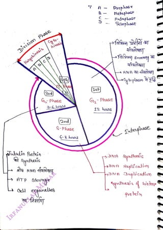 1
<br>
Disin
Phae
<br>
Kayokinesís
<br>
AB
<br>
sububn Protein
<br>
ynheais
<br>
yto
<br>
kinesjs
<br>
G,- Phase
<br>
3-6 hew
<br>
ATP
stoag
<br>
Dnd
<br>
S-Phase
<br>
6-8 ho
<br>
Ast
<br>
G,-Phase
<br>
12 heUg
<br>
Prophase
<br>
MetaphaaP
<br>
AtaphaP
<br>
Telephase
<br>
gtoplasm
<br>
Duplcatin
<br>
 