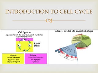 Curated visual reference: Gallery Detail: Cell Cycle Of Xenopus