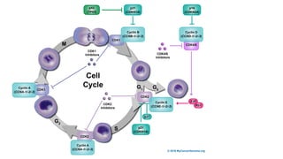 CELL CYCLEPATHWAYS in CANCER PATHOGENESIS.pptx