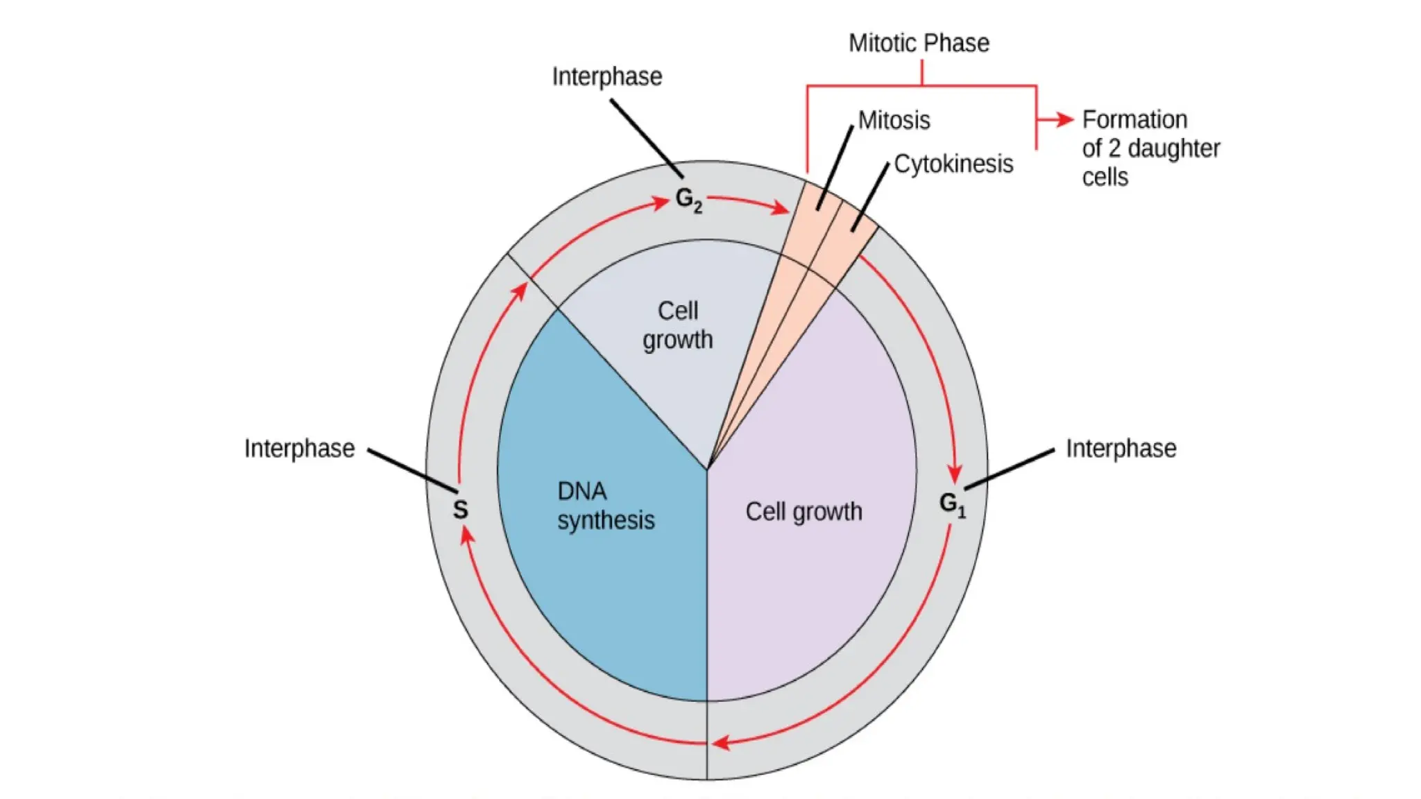 Cell cycle, Phases of Cell Cycle, Molecular events during the cell ...