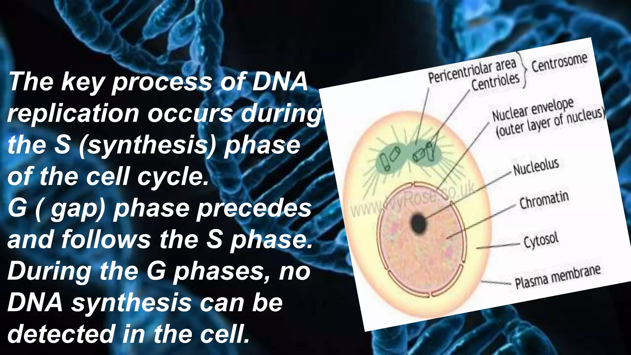 Cell cycle ppt. | PPTX