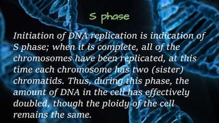 S phase
Initiation of DNA replication is indication of
S phase; when it is complete, all of the
chromosomes have been replicated, at this
time each chromosome has two (sister)
chromatids. Thus, during this phase, the
amount of DNA in the cell has effectively
doubled, though the ploidy of the cell
remains the same.
 