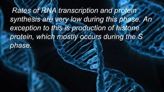 Rates of RNA transcription and protein
synthesis are very low during this phase. An
exception to this is production of histone
protein, which mostly occurs during the S
phase.
 