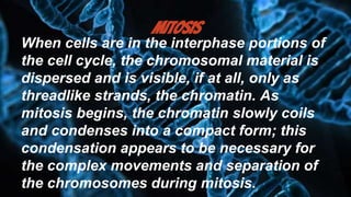 MITOSIS
When cells are in the interphase portions of
the cell cycle, the chromosomal material is
dispersed and is visible, if at all, only as
threadlike strands, the chromatin. As
mitosis begins, the chromatin slowly coils
and condenses into a compact form; this
condensation appears to be necessary for
the complex movements and separation of
the chromosomes during mitosis.
 