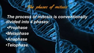 The phases of mitosis
The process of mitosis is conventionally
divided into 4 phases:
•Prophase
•Metaphase
•Anaphase
•Telophase.
 