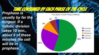 Time consumed by each phase of the Cycle
Prophase is
usually by far the
longest. If a
mitotic division
takes 10 min.,
about 6 of these
minutes the cell
will be in
prophase.
 