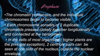 Prophase
•The chromatin condenses, and the individual
chromosomes begin to become visible.
• Each chromosome consists of 2 duplicate
chromatids pressed closely together longitudinally
and connected at the centromere.
• In the cells of most organisms ( higher plants are
the principal exception), 2 centriole pairs can be
seen at one side of the nucleus, outside the nuclear
envelope.
 