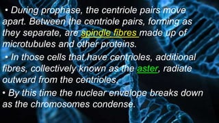 • During prophase, the centriole pairs move
apart. Between the centriole pairs, forming as
they separate, are spindle fibres made up of
microtubules and other proteins.
• In those cells that have centrioles, additional
fibres, collectively known as the aster, radiate
outward from the centrioles.
• By this time the nuclear envelope breaks down
as the chromosomes condense.
 