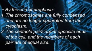 • By the end of prophase:
1. The chromosomes are fully condensed
and are no longer separated from the
cytoplasm.
2. The centriole pairs are at opposite ends
of the cell, and the members of each
pair are of equal size.
 