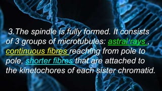 3.The spindle is fully formed. It consists
of 3 groups of microtubules: astral rays ,
continuous fibres reaching from pole to
pole, shorter fibres that are attached to
the kinetochores of each sister chromatid.
 