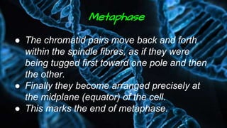 Metaphase
● The chromatid pairs move back and forth
within the spindle fibres, as if they were
being tugged first toward one pole and then
the other.
● Finally they become arranged precisely at
the midplane (equator) of the cell.
● This marks the end of metaphase.
 