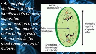 • As anaphase
continues, the two
identical sets of newly
separated
chromosomes move
toward the opposite
poles of the spindle.
• Anaphase is the
most rapid portion of
mitosis.
 