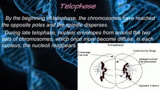 Telophase
By the beginning of telophase, the chromosomes have reached
the opposite poles and the spindle disperses.
During late telophase, nuclear envelopes from around the two
sets of chromosomes, which once more become diffuse. in each
nucleus, the nucleoli reappears.
 