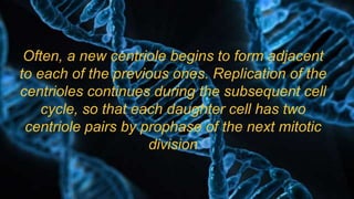Often, a new centriole begins to form adjacent
to each of the previous ones. Replication of the
centrioles continues during the subsequent cell
cycle, so that each daughter cell has two
centriole pairs by prophase of the next mitotic
division
 