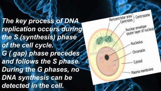 The key process of DNA
replication occurs during
the S (synthesis) phase
of the cell cycle.
G ( gap) phase precedes
and follows the S phase.
During the G phases, no
DNA synthesis can be
detected in the cell.
 